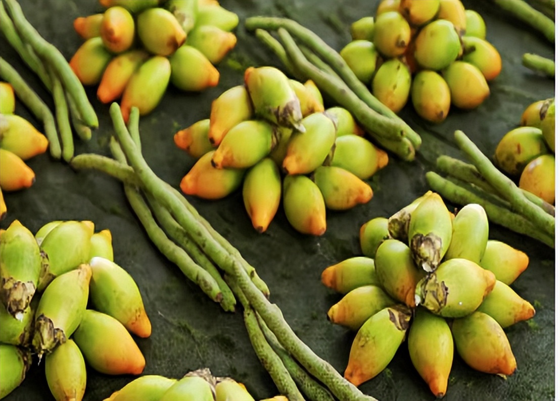 软性毒品槟榔的危害有哪些,害人害己的槟榔