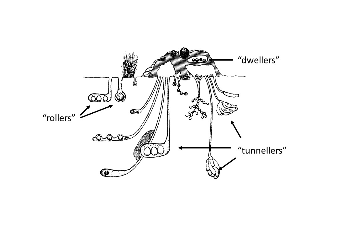 屎壳郎也得向我国进口！2019年，澳洲每进口1500只，就要2500元