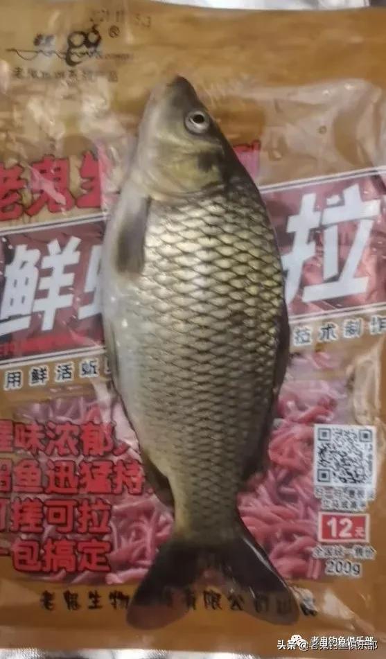 鲜蚯蚓拉饵钓罗非,鲜蚯蚓拉饵效果实测