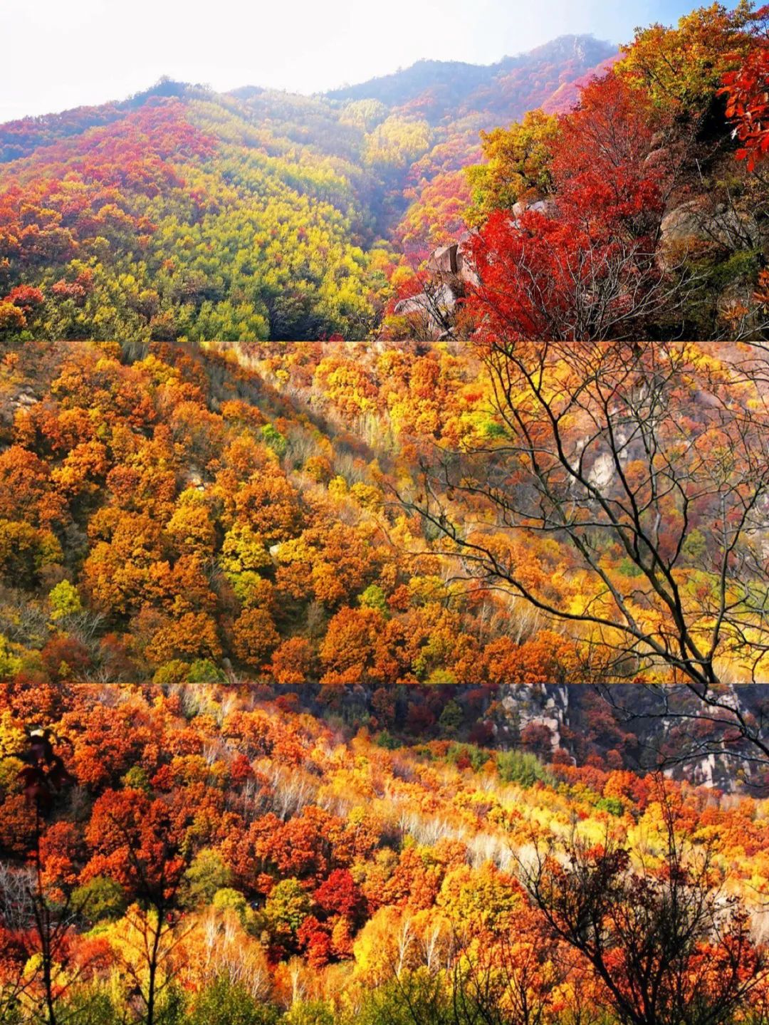 一入秋北京就变成了北平原文,一入秋北京就成了北平是谁说的