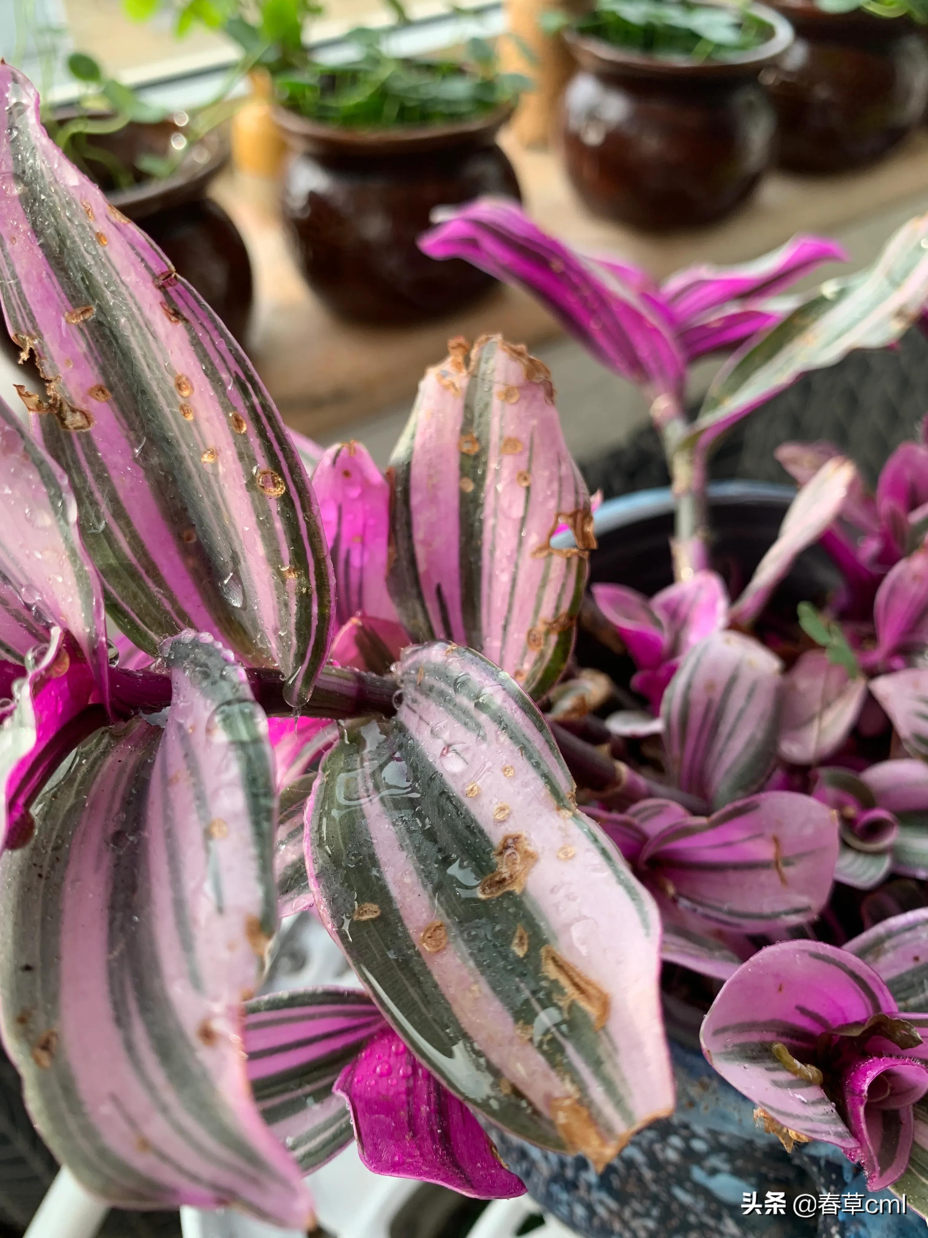 家里的花都被猫弄了怎么办,家里的花被别人摘了怎么办