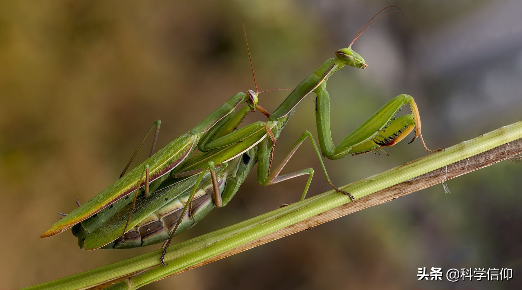 雌性昆虫靠什么来吸引雄性昆虫,雌性昆虫与雄性昆虫