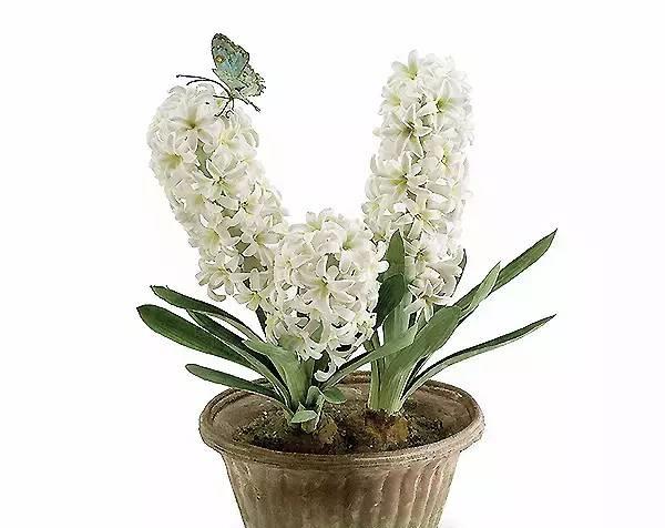 园丁的花园里开出了永生花,园丁永生花