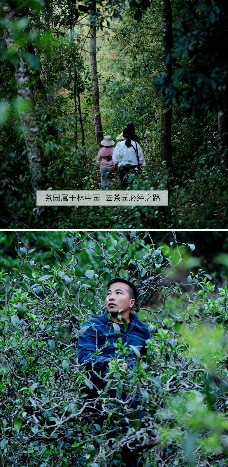 普洱茶有这三种甜是极品了,普洱茶越喝越甜怎么回事