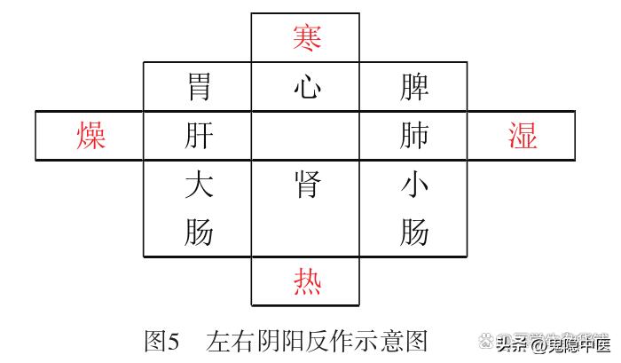 《黄帝内经》五运六气标本中气理论通析