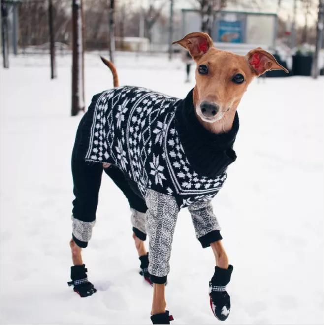 一只被抛弃的小狗逆袭变身超狗,一只被逆袭的中国狗狗