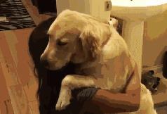 小狗对主人呜呜是什么意思,狗低声呜呜叫是什么意思