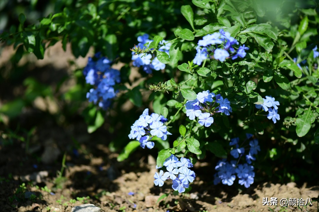 流放到菜地的花儿们，尽情绽放吧，不管在哪里｜园丁