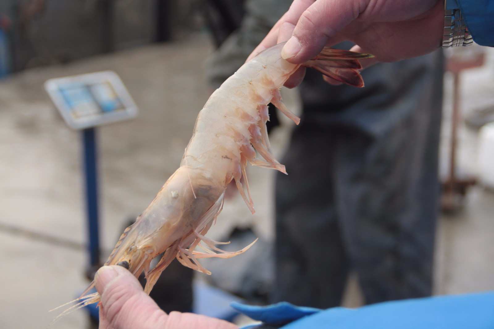 买大虾用什么好,买虾要牢记这几点