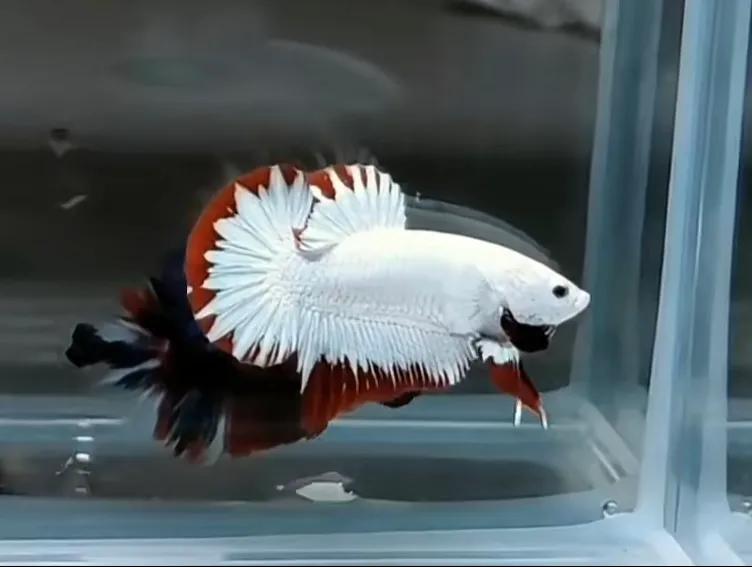 观赏鱼斗鱼小型淡水好养,适合新手养的观赏鱼小型斗鱼