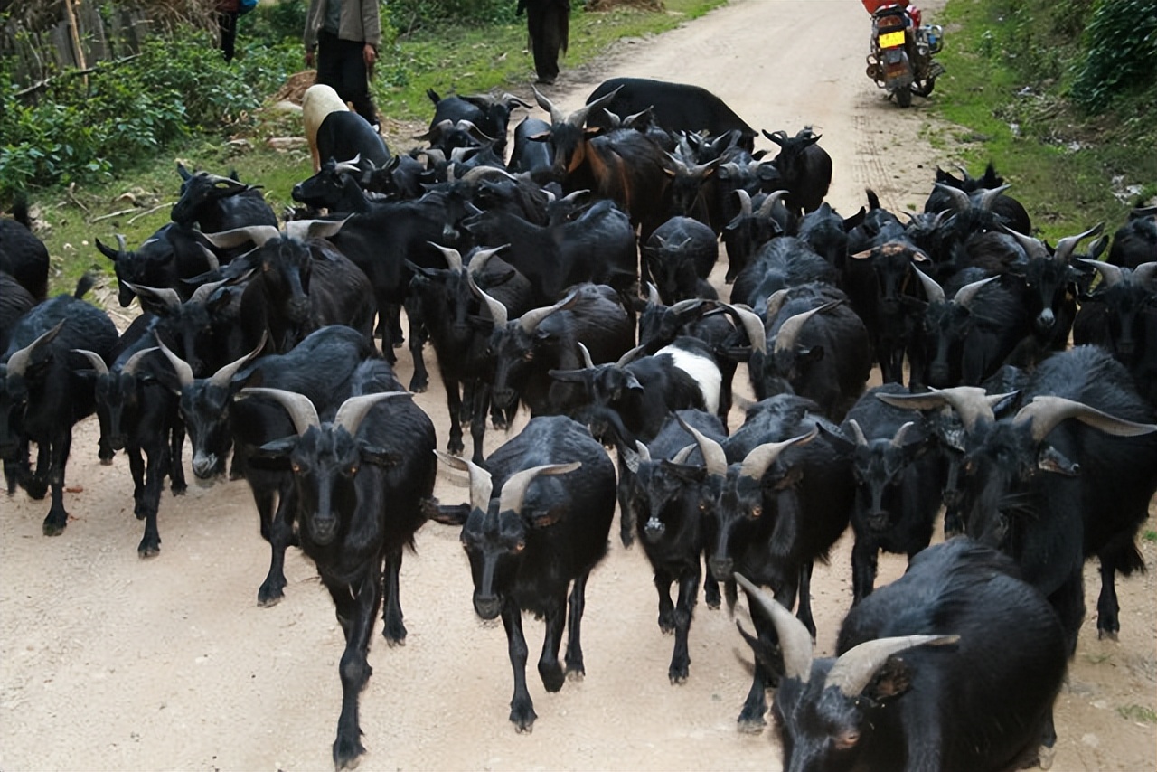 在农村养什么销路最好,在农村老家养什么能赚钱