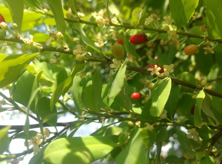 古柯树可以提取什么,在古柯树中提取的生物碱是什么