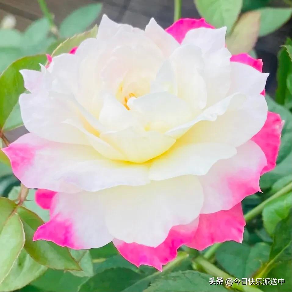 美醉了的月季花图片,各种颜色的月季花图片