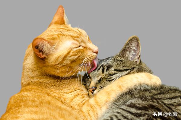 为什么动物都会定期发情，人类女性却要隐藏“发情期”？