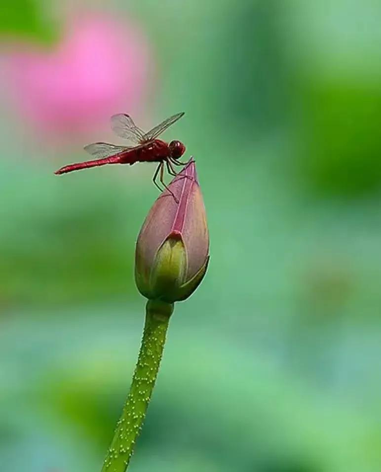 濯清涟而不妖说的是荷花还是莲花,濯清涟而不妖的荷花名句