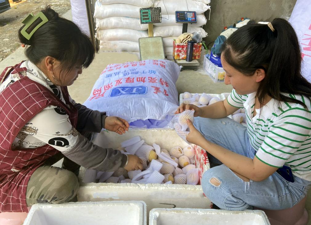 者米：万亩“金果果”铺就拉祜山乡致富路