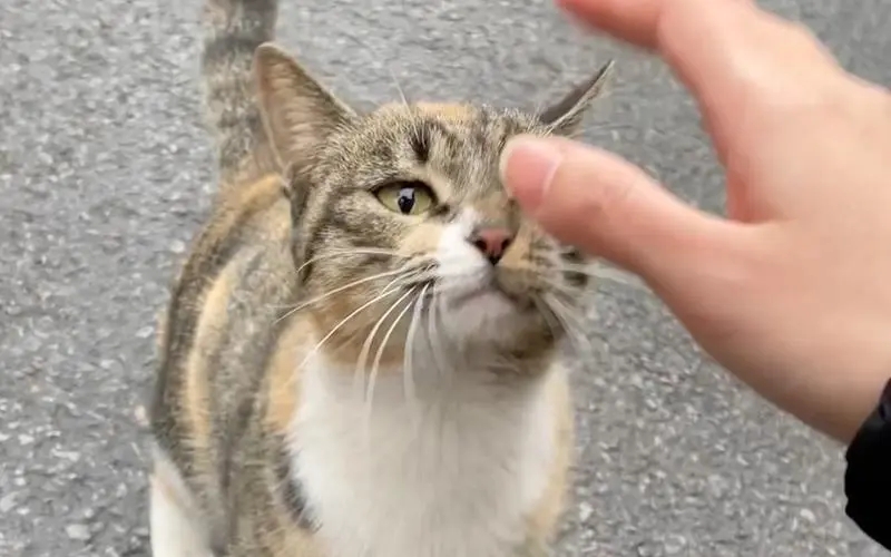 猫用净化器值得买吗,家养猫用空气净化器哪个牌子好