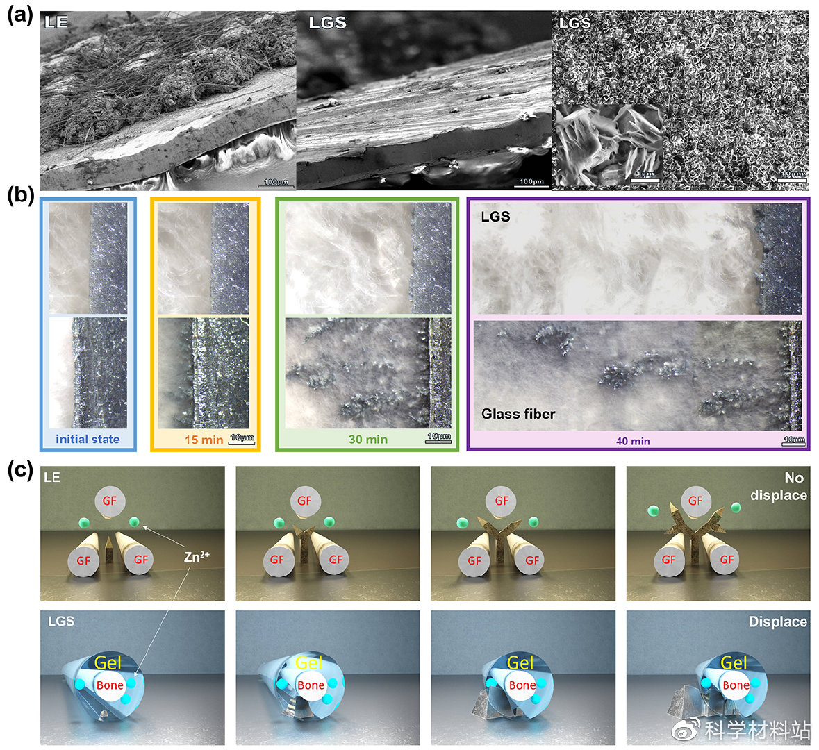 局部凝胶化纤维素隔膜为锌离子电池提供无枝晶阳极