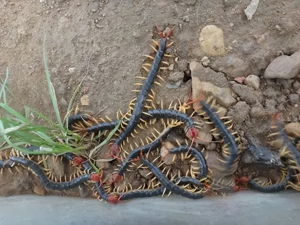 壁虎不是益虫吗为什么是五毒之一,壁虎既然是益虫为什么还是五毒