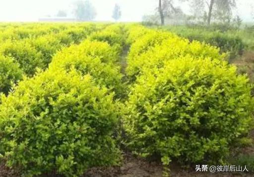 景观苗木出厂价,2023年景观苗木行情