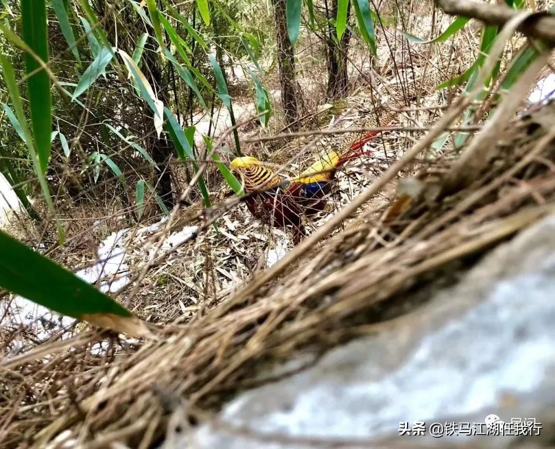 凤凰山锦鸡,凤凰山出现白腹锦鸡