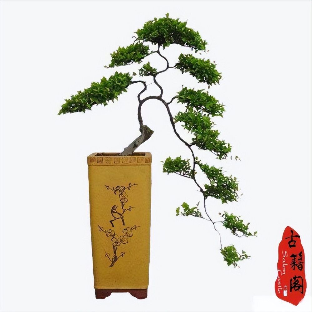 花卉大棚种植材料清单图片,大棚种植花卉盆栽推荐图片