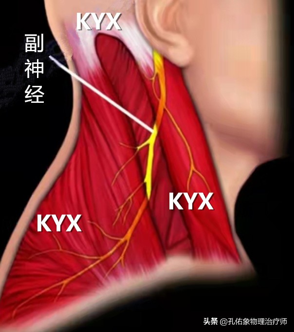肩膀总是处于紧张状态怎么治疗,跑步肩膀僵硬怎么放松