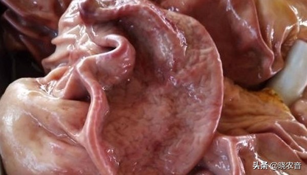 猪货的下锅顺序,煮猪下货的细节和技巧