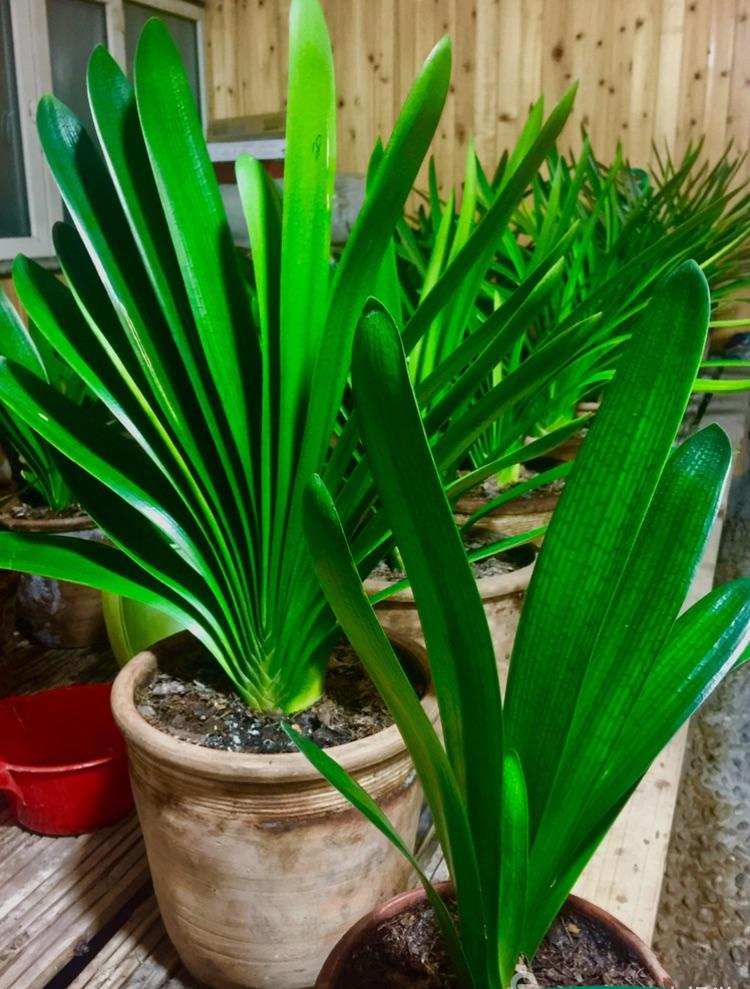 君子兰怎么摆放叶子不会长歪视频,君子兰在东阳台和南阳台正确摆放