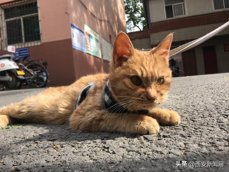 在办公室养猫是什么感觉,办公室养猫真实感受