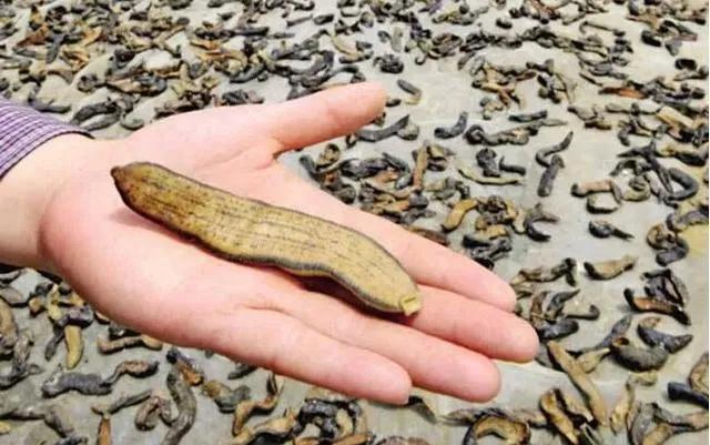 蚂蟥最怕的是食盐能瞬间将它榨干,蚂蟥吸血后会死吗