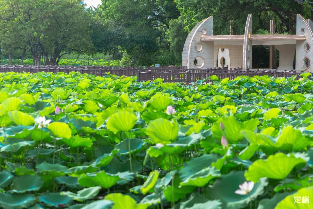 国内好看小众的湖泊,深圳好玩的湖泊有哪些