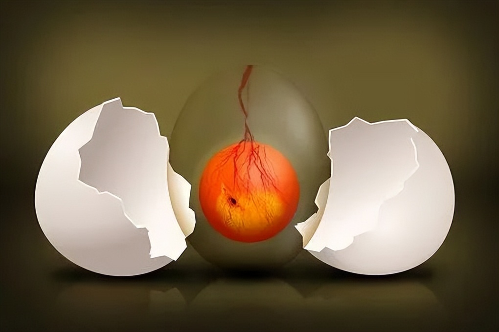 鸡蛋鸭蛋鸽子蛋哪个更有营养,鸡蛋鸭蛋鹌鹑蛋鸽蛋哪个营养高