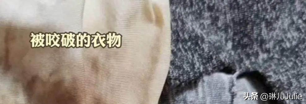 女子被大狗咬伤隐私部位,女子崩溃:留下了疤痕,会对未来有影响