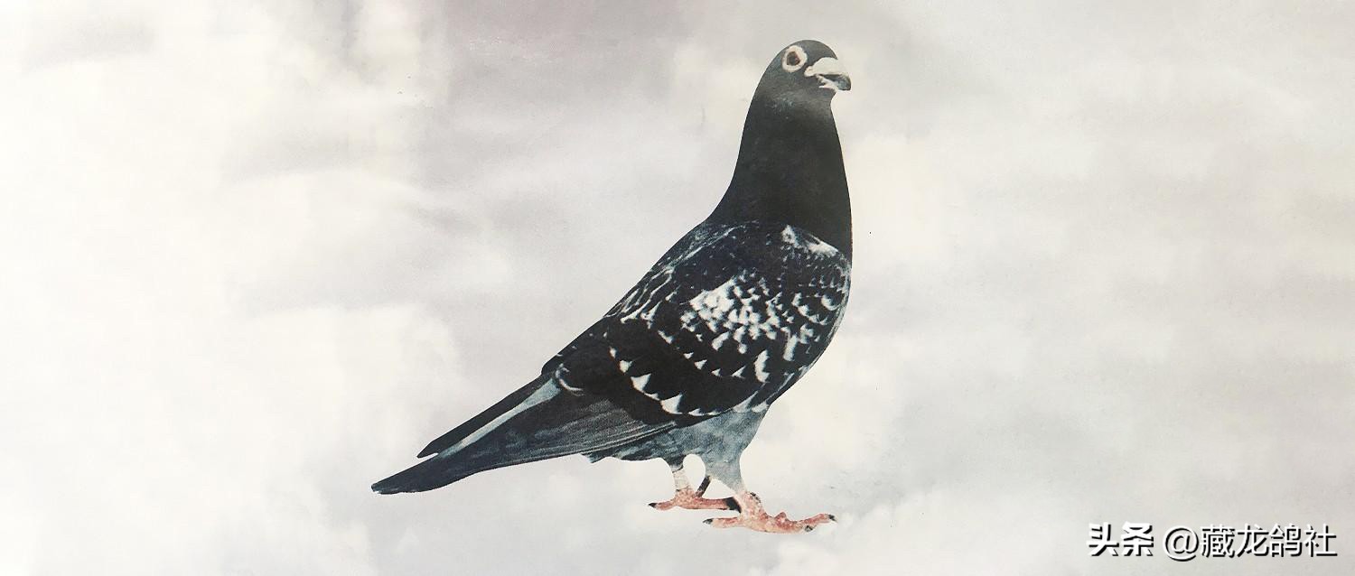 1968上海信鸽参军记