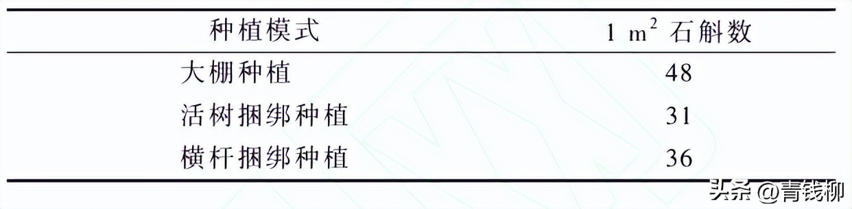 铁皮石斛仿野生种植技术,普洱铁皮石斛林下种植