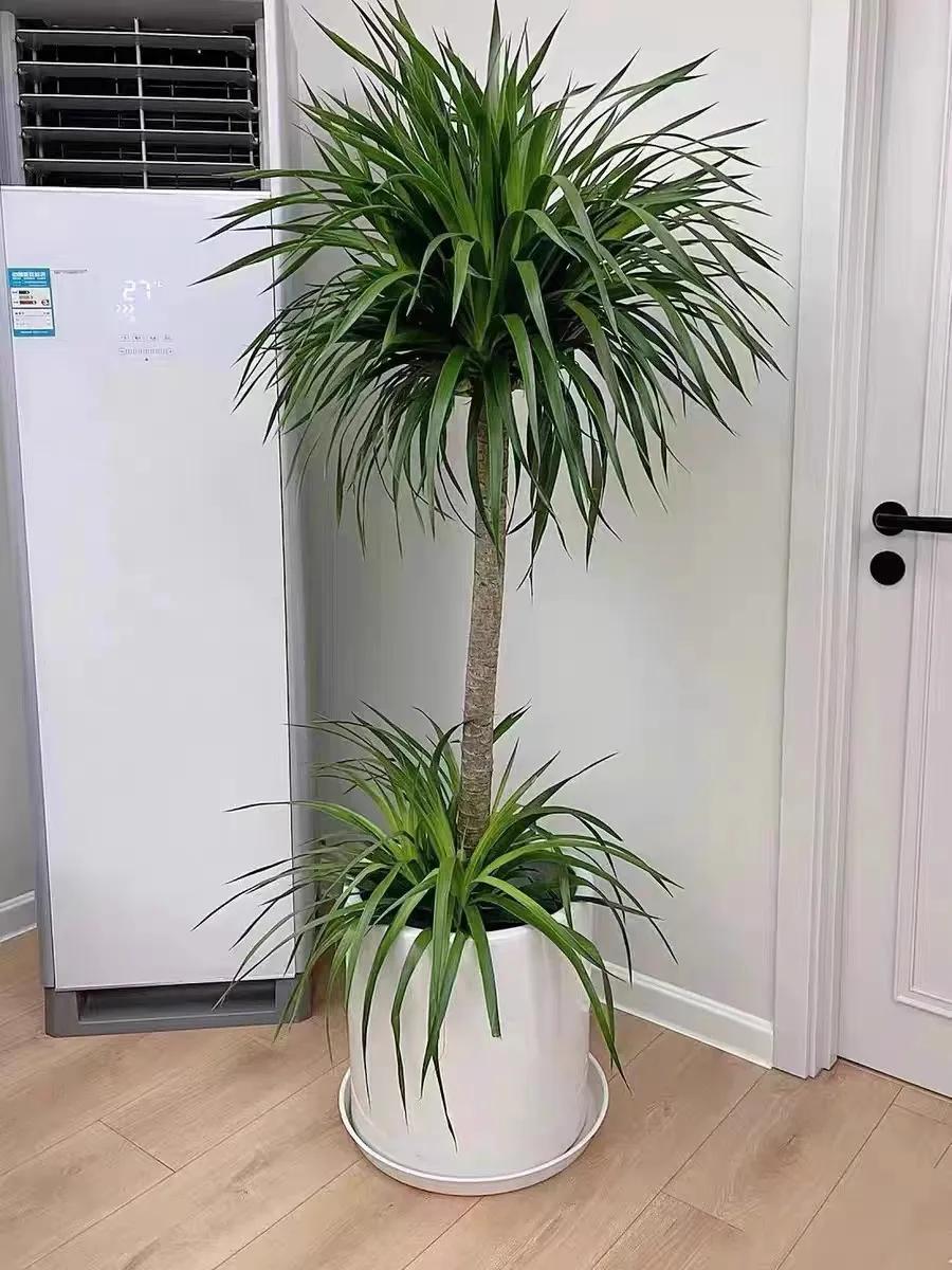 客厅养四种富贵花,家中盆栽什么树好养旺财