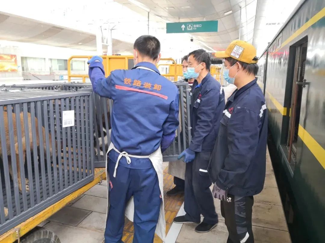 铁路托运宠物,专门的宠物托运都怎么托运的