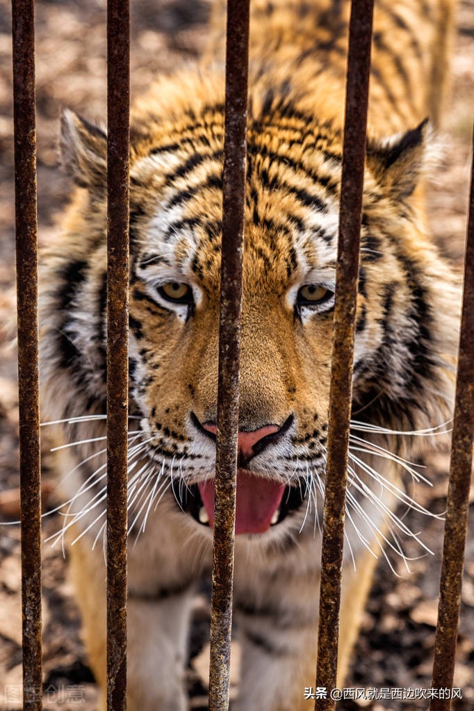 西风低吟#老英雄智化危机，放虎归山，二恶人终究是恶魔
