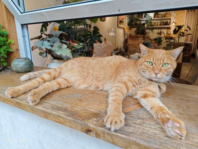 全面升级性能测试,iqoo11s深度测评属于旗舰吗