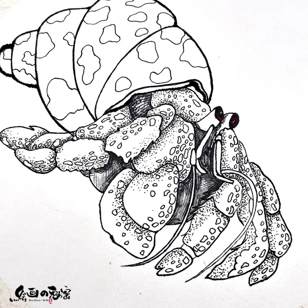 寄居蟹沙子要湿的还是干的,寄居蟹怎么养