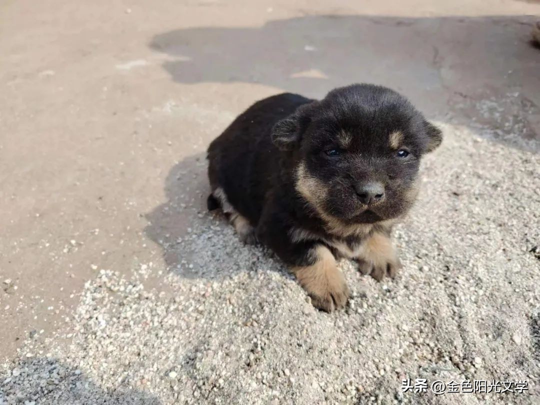 一年级自己画图写话,一年级看图说话写话