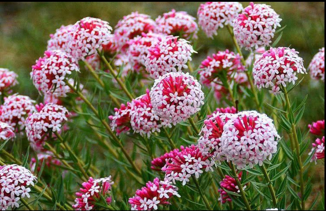 常见有毒花千万别碰,世上有毒的花和植物