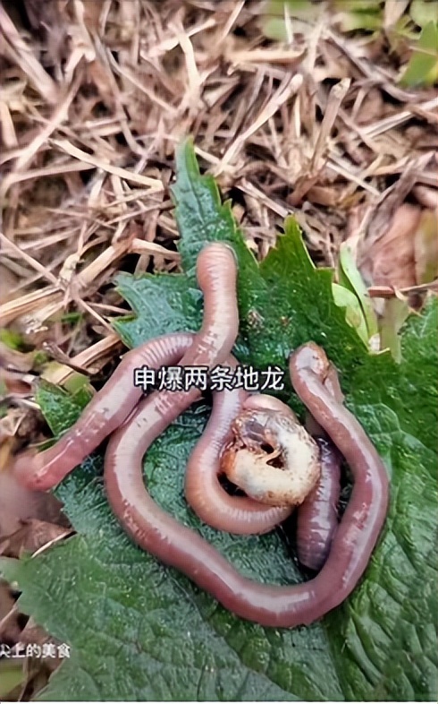 璐靛窞鍚冩磱杈ｅ瓙鐨勫皬浼欏瓙,璐靛窞鍚冩磱杈ｅ瓙灏忓摜