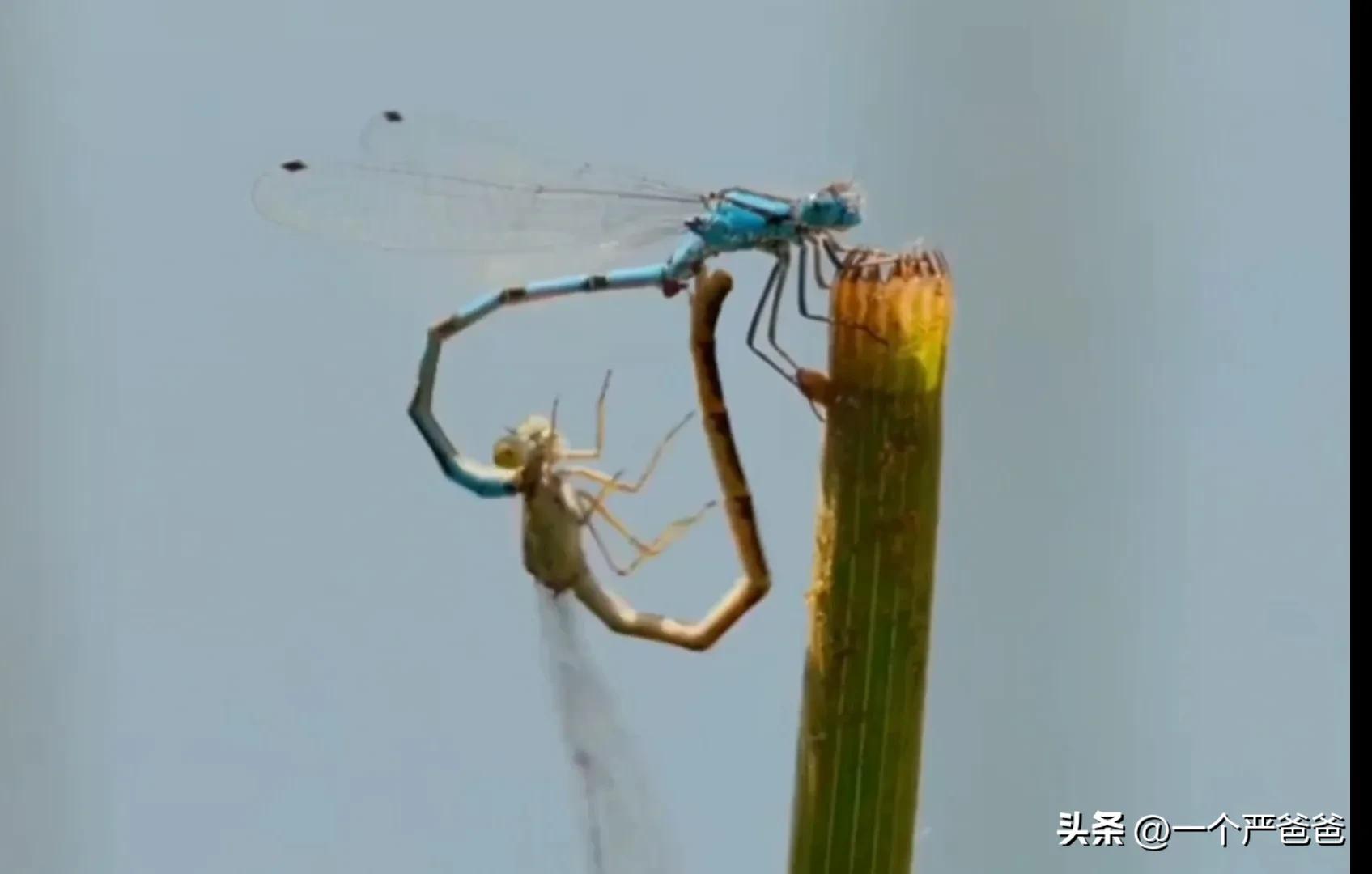 雌雄蜻蜓都能点水吗,蜻蜓为什么要点水呢