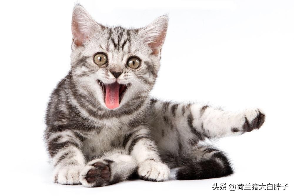 中国国际航空托运猫咪价格 (航空托运猫咪到家后注意事项)