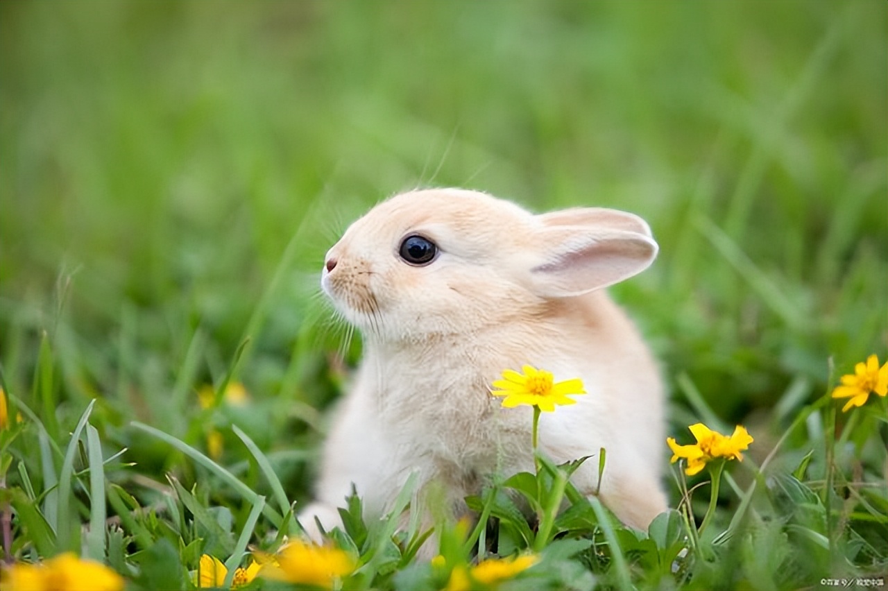 怎样写好小动物作文的技巧,写动物的作文方法与技巧