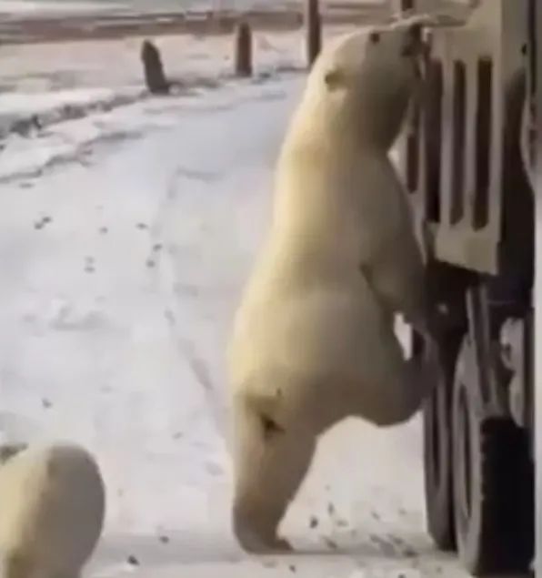 极端高温怎么解决啊,极端温度灾害主要有