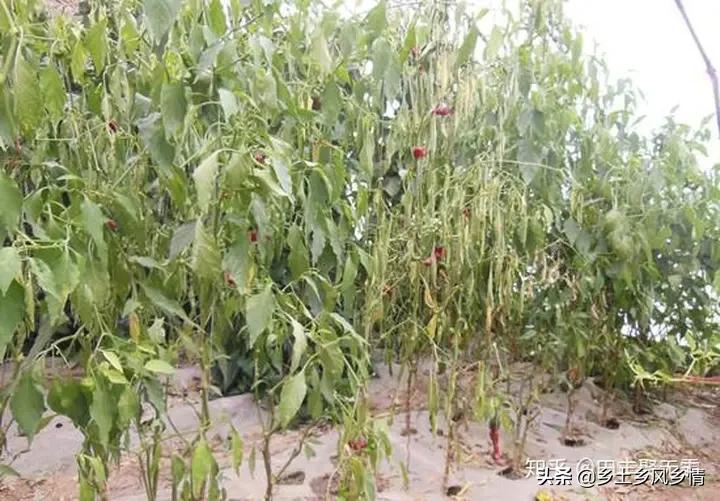 预防辣椒死棵用什么药,辣椒死秧怎么防止
