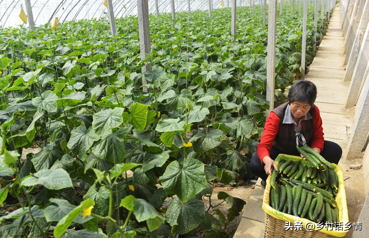黄瓜南瓜丝瓜的花多半都不会结果,节节瓜开花后怎样才能结瓜